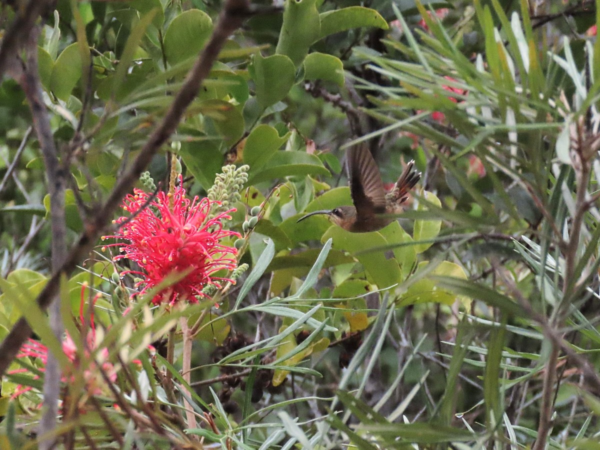 Rufous-breasted Hermit - ML643105536
