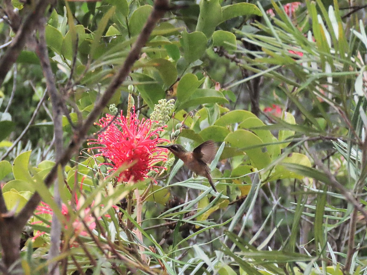 Rufous-breasted Hermit - ML643105537