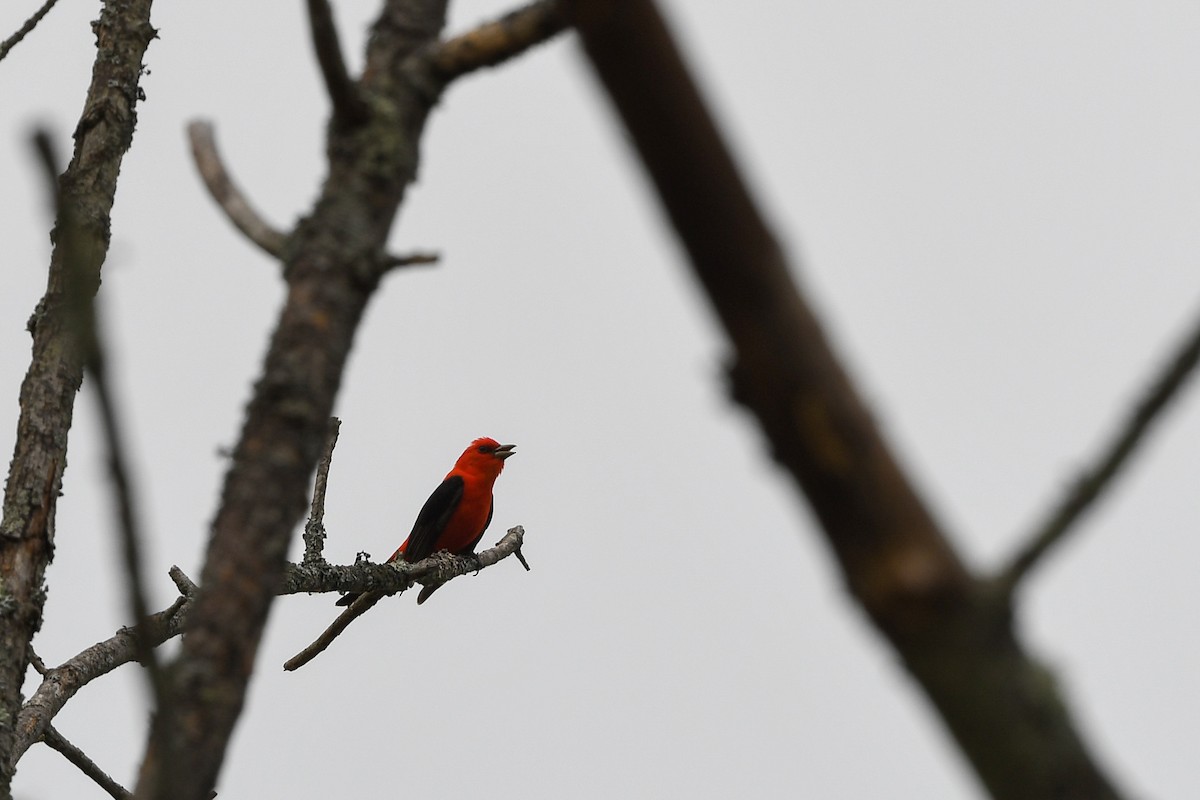 Scarlet Tanager - ML643105541