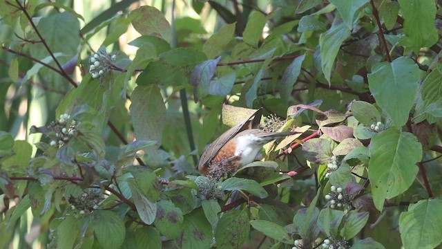 American Robin - ML643105602