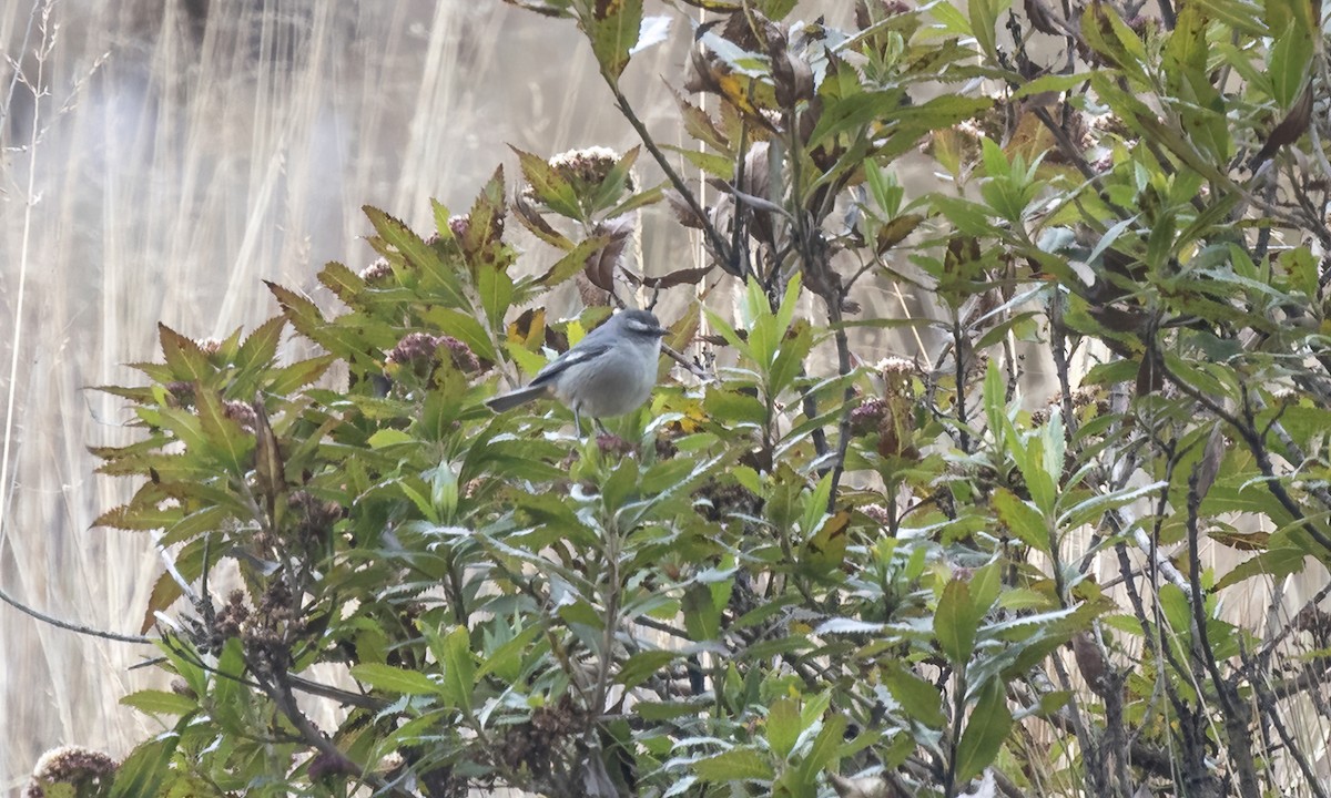 Cinereous Conebill - ML643105626