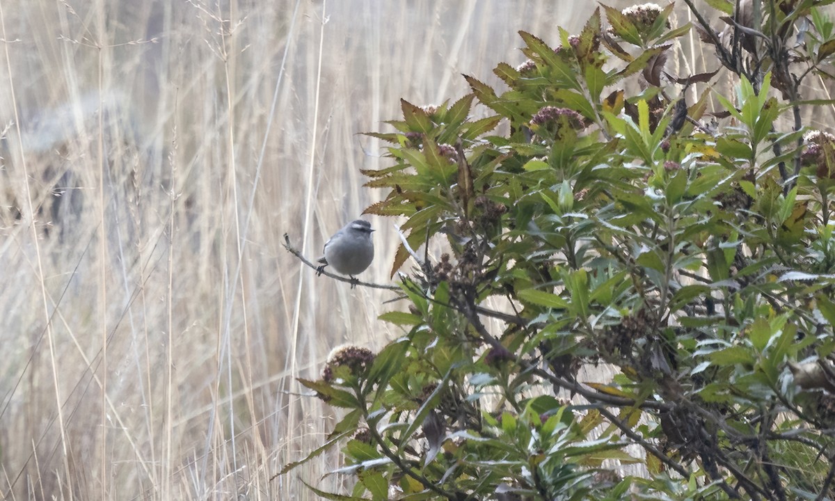 Cinereous Conebill - ML643105627
