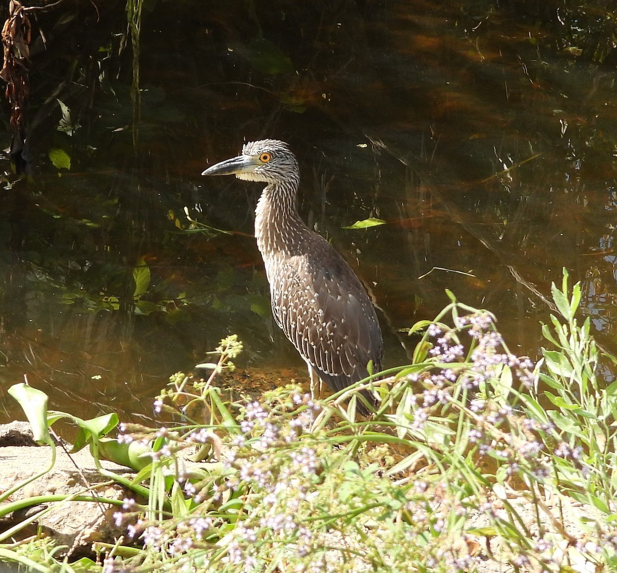 Yellow-crowned Night Heron - ML643105641