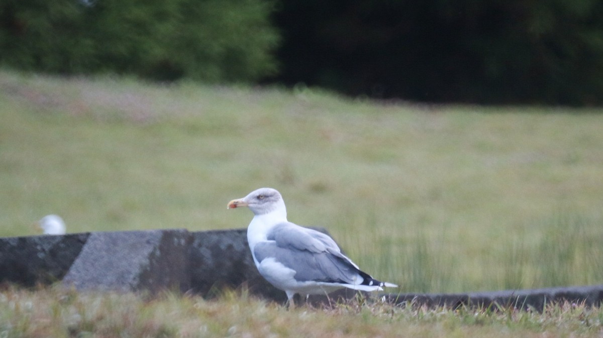 Yellow-legged Gull - ML643105683