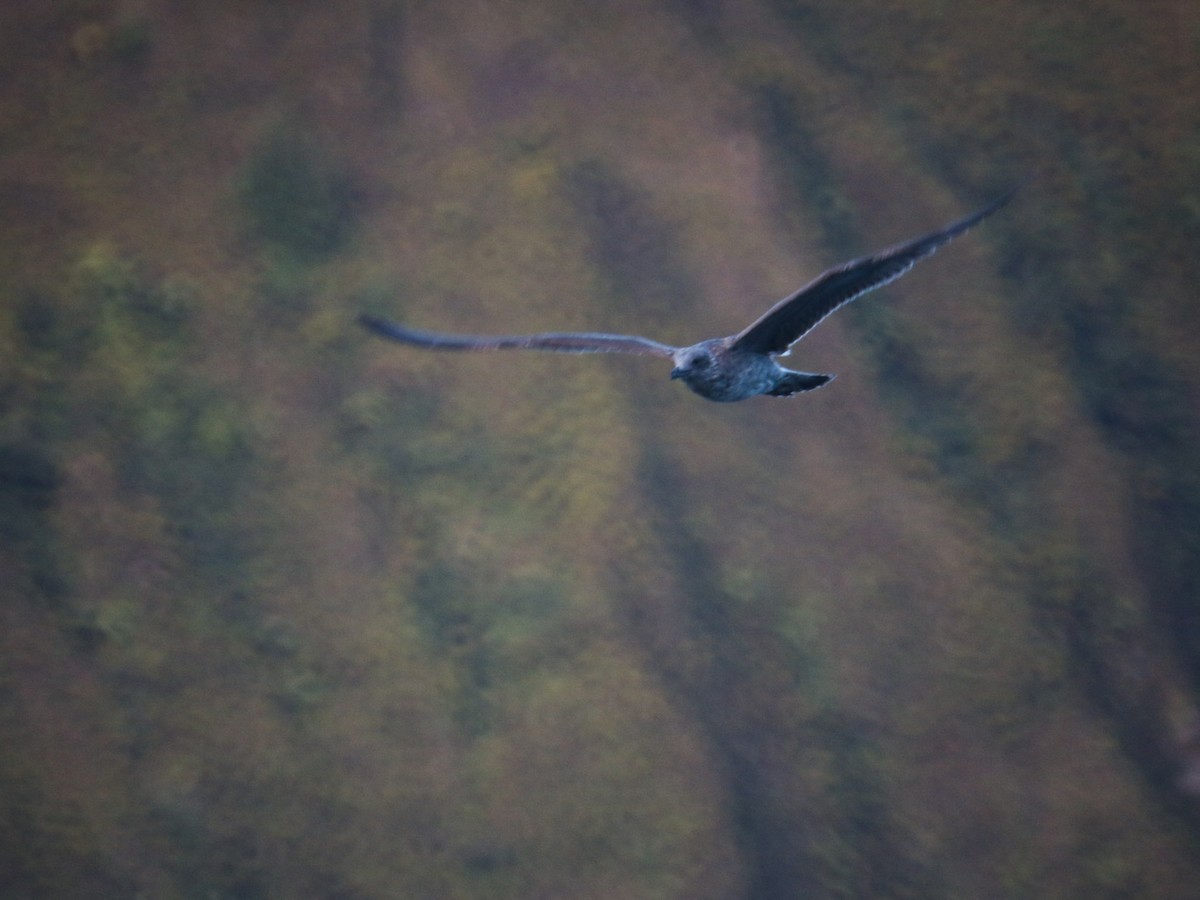 Yellow-legged Gull - ML643105684