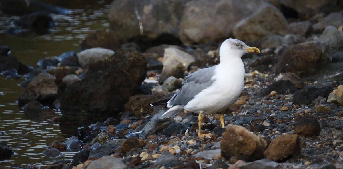 Yellow-legged Gull - ML643105685