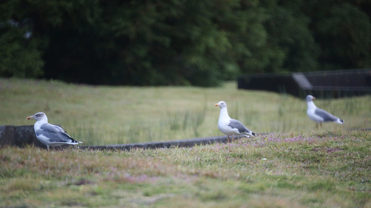 Yellow-legged Gull - ML643105686