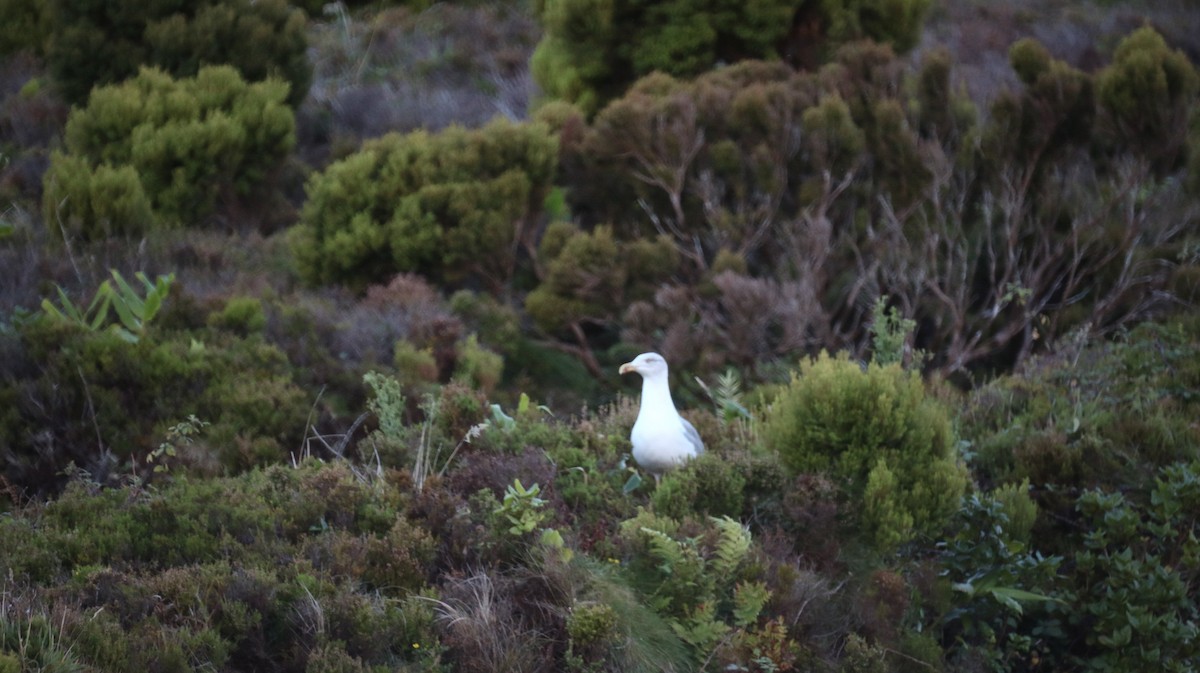 Yellow-legged Gull - ML643105687