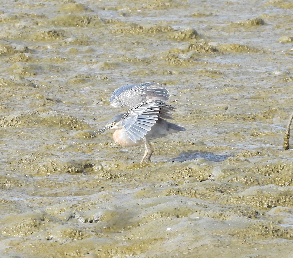 Striated Heron - ML643105717