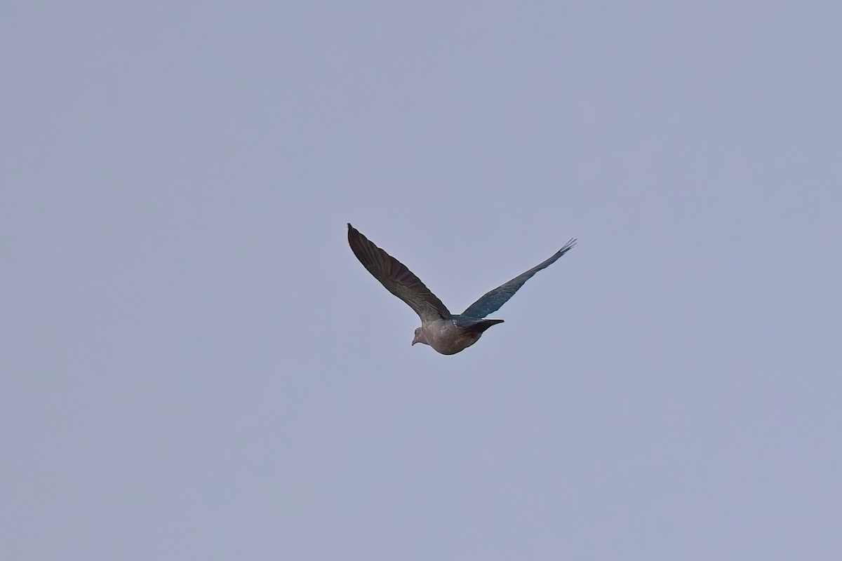 Green Imperial-Pigeon - ML643105730