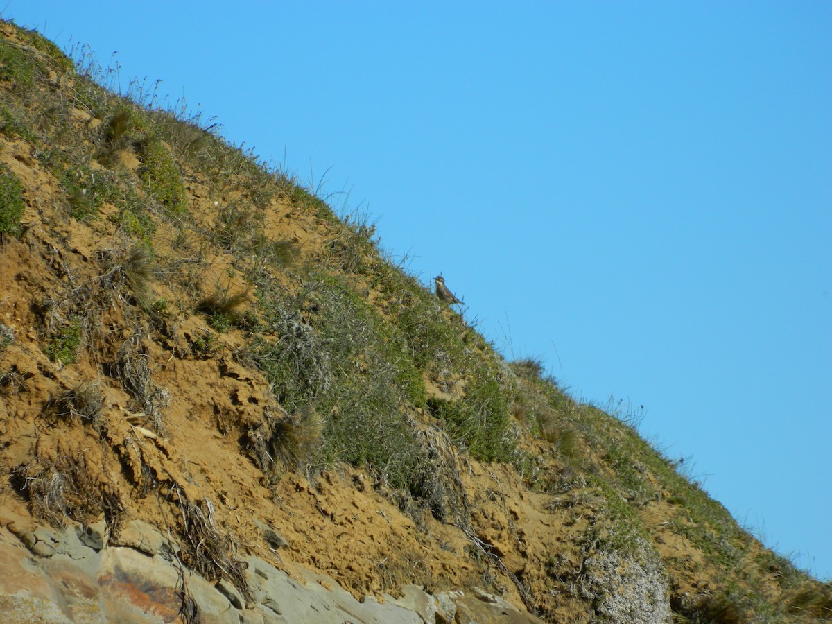 Short-billed Miner - ML643105741