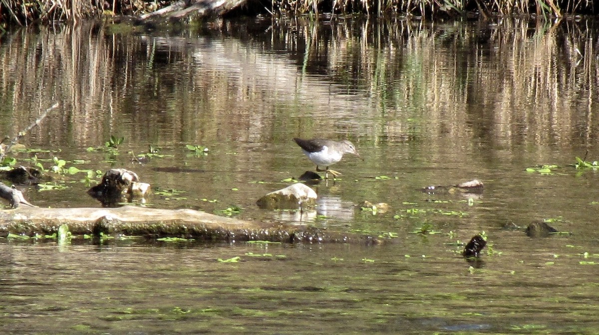 Spotted Sandpiper - ML643105772