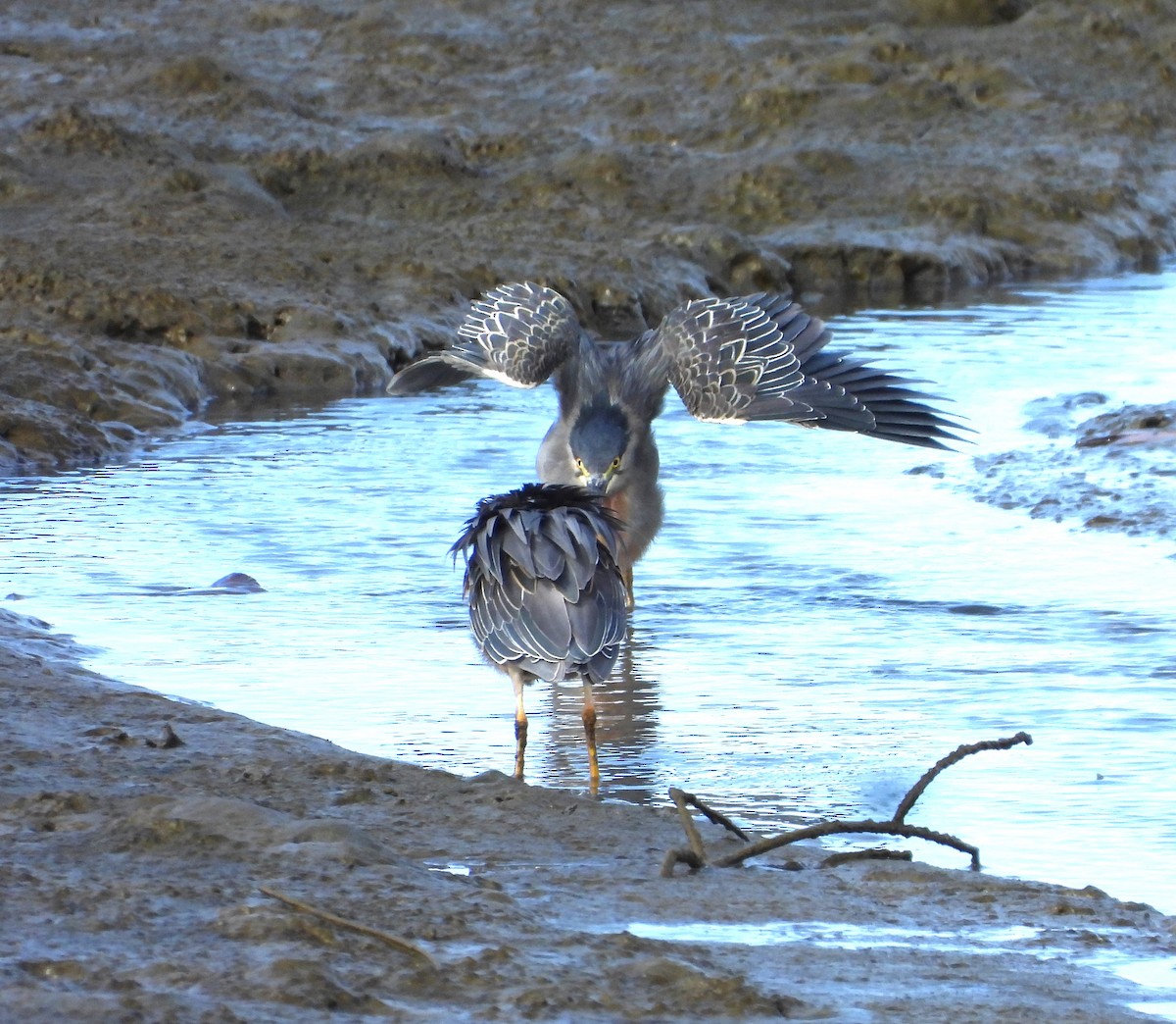 Striated Heron - ML643105773