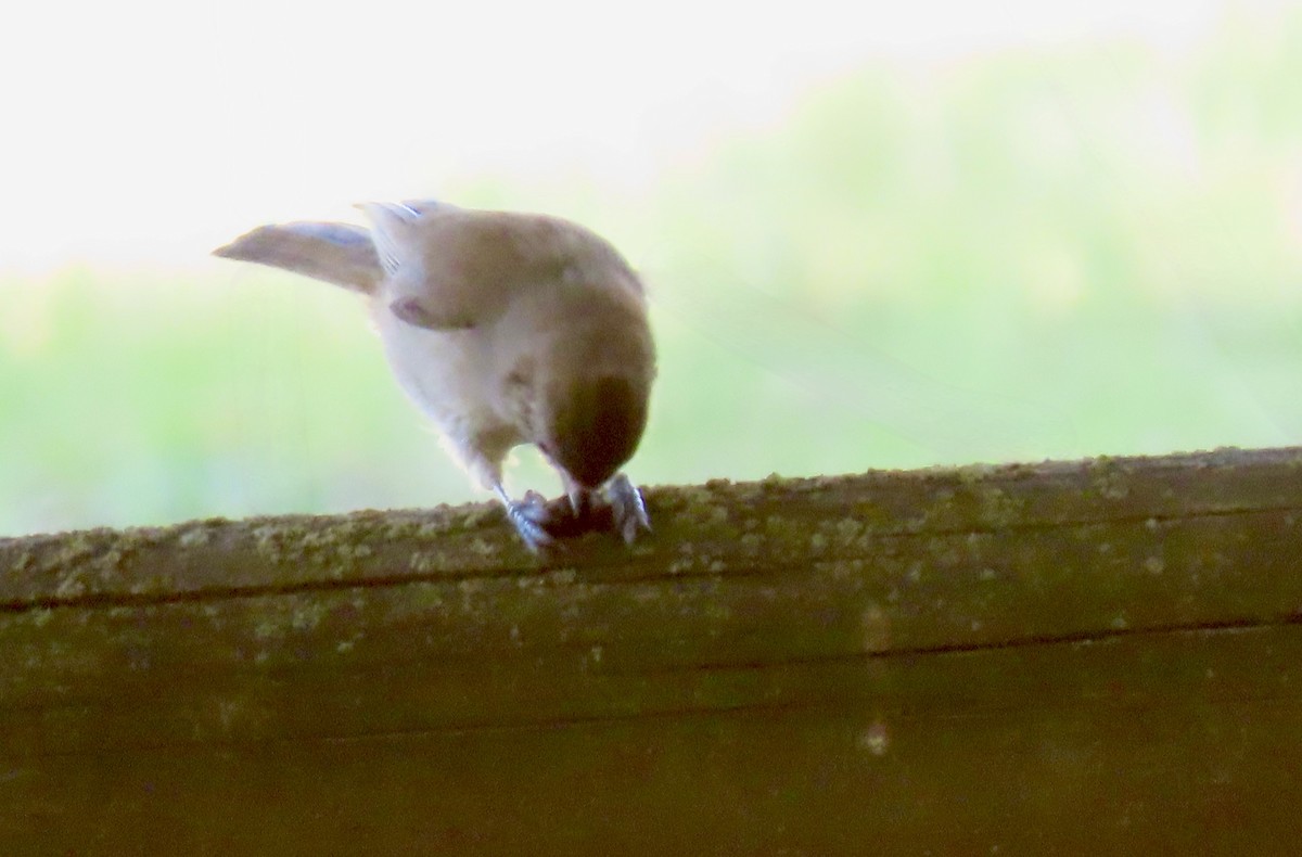 Oak Titmouse - ML643105798
