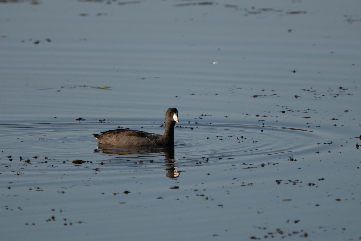 American Coot - ML643105835