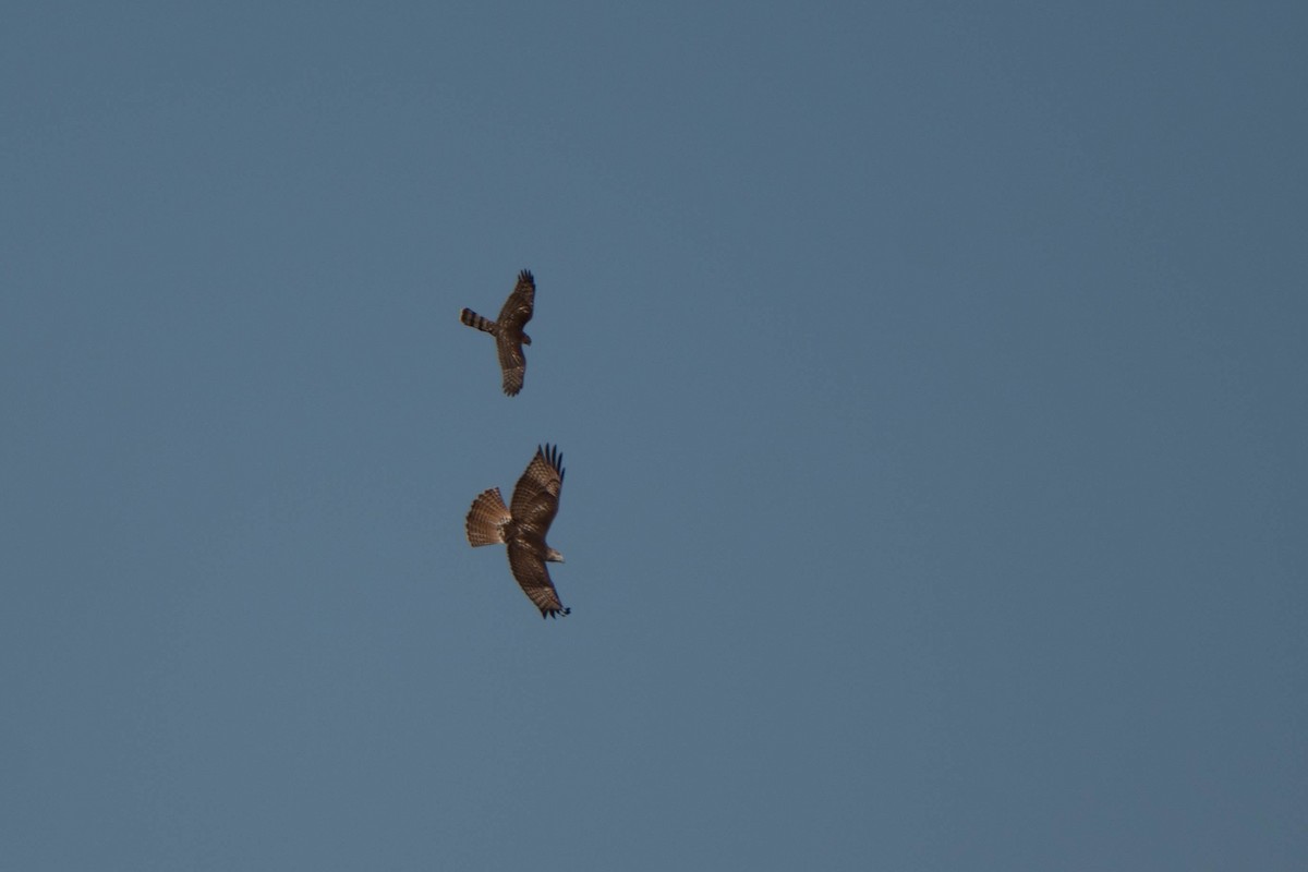 Cooper's Hawk - ML643105840