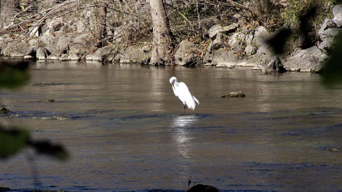 Great Egret - ML643105843