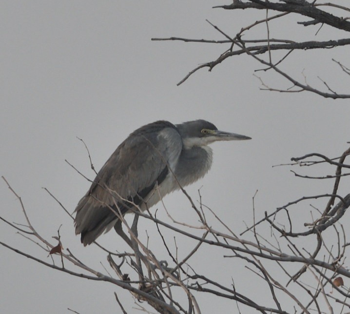 Black-headed Heron - ML643105859