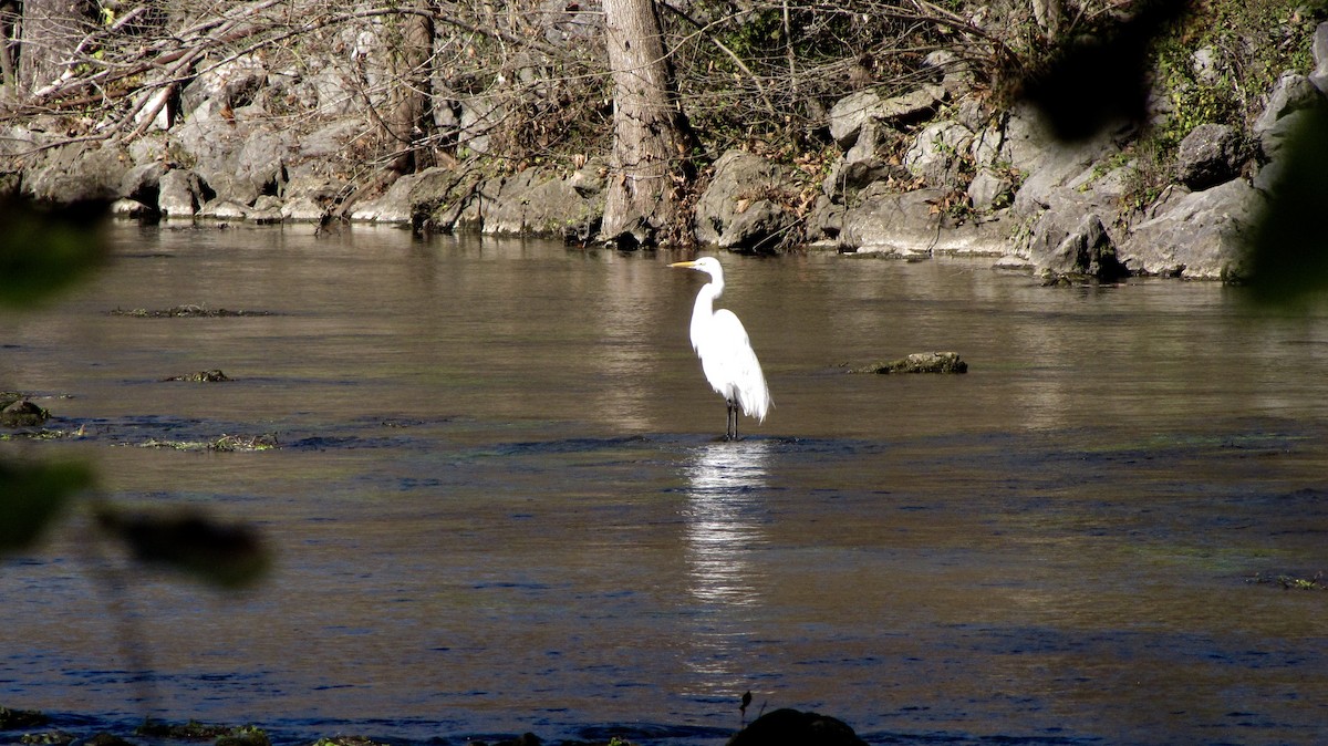 Great Egret - ML643105864