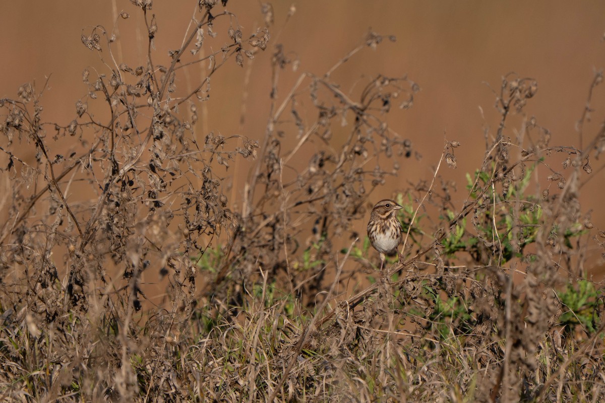 Song Sparrow - ML643105872