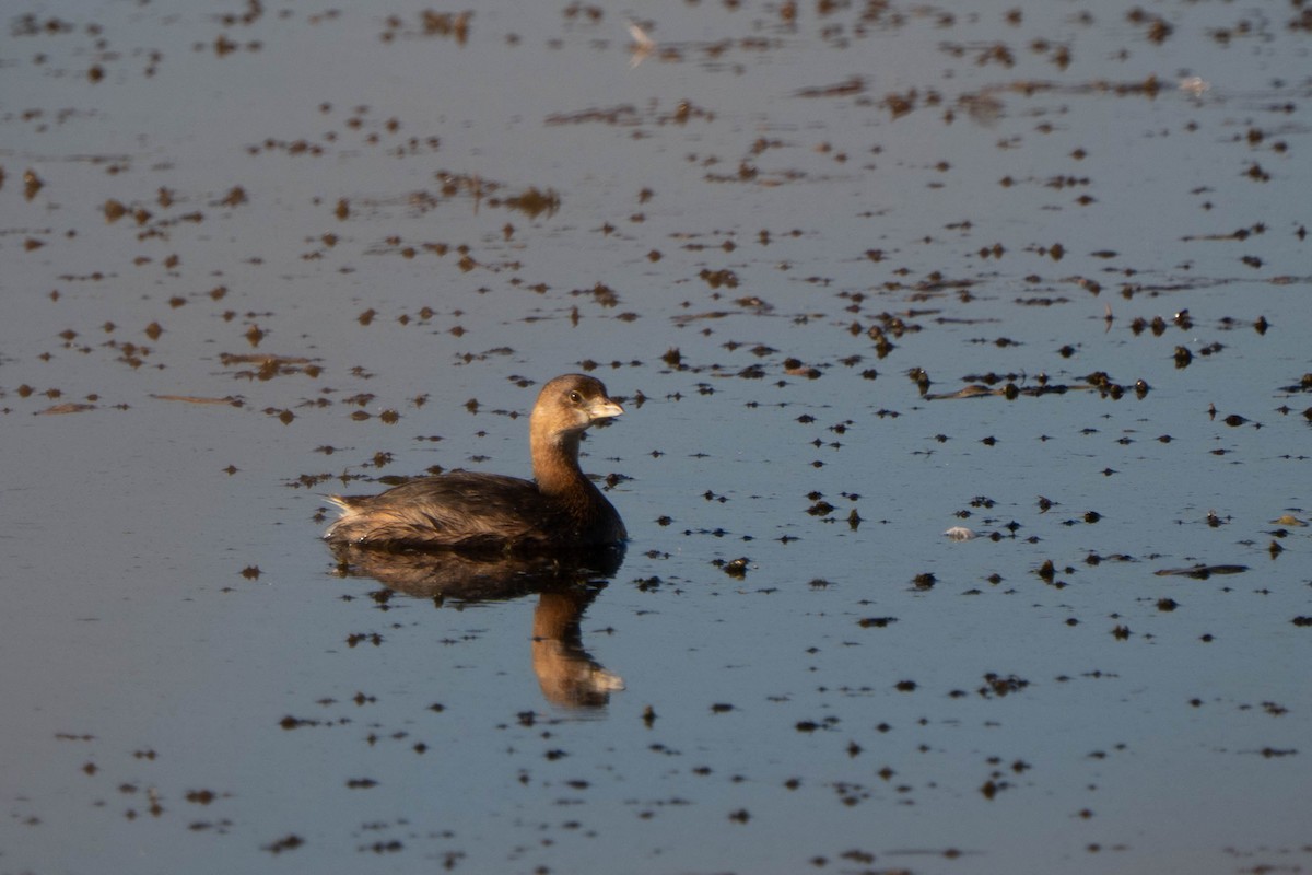 Pied-billed Grebe - ML643105876