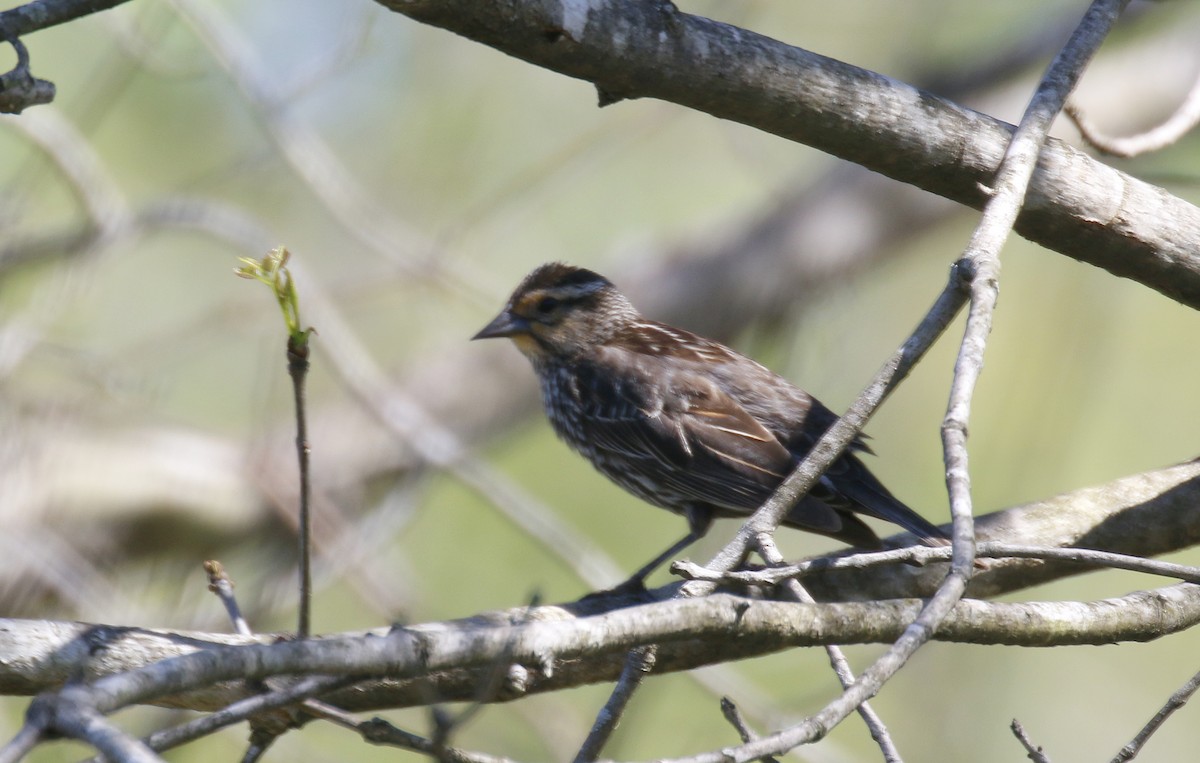 Red-winged Blackbird - ML643105919