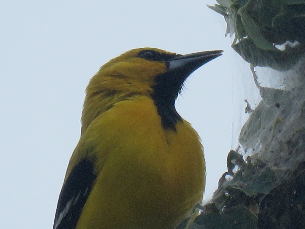 Yellow Oriole - ML643105935