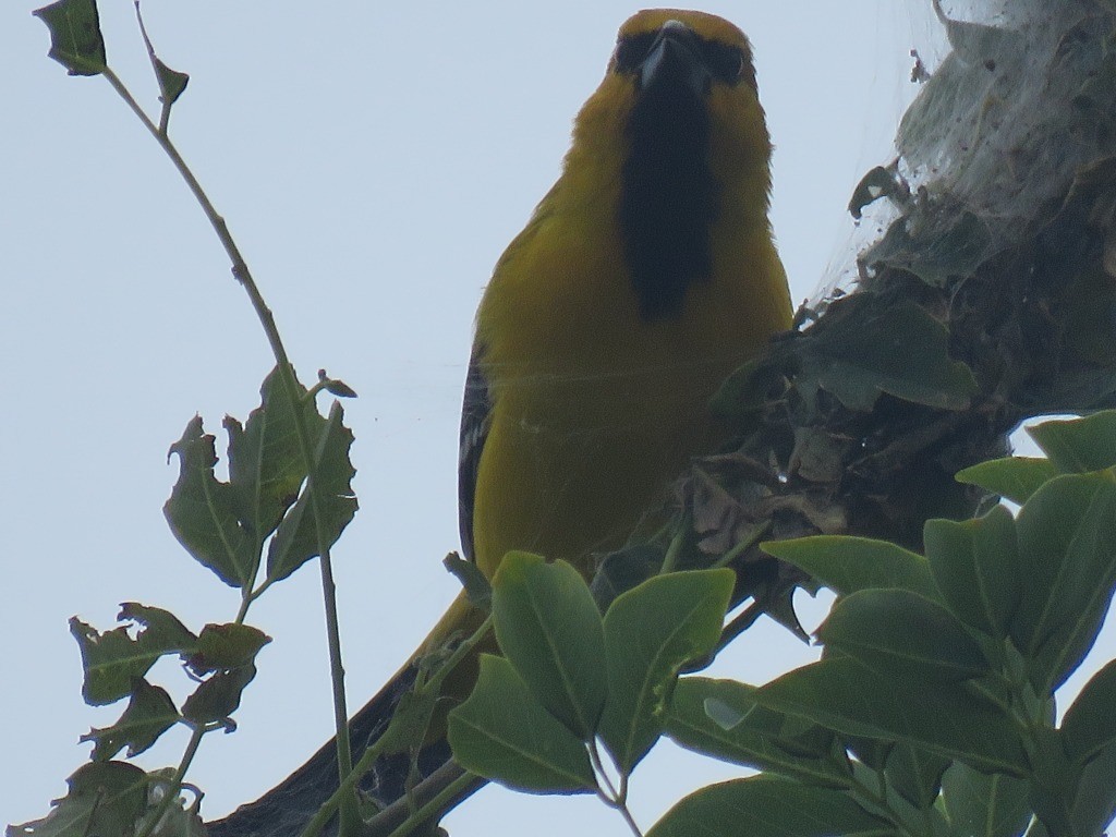 Yellow Oriole - ML643105936