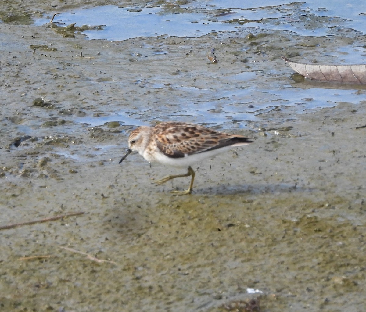 Least Sandpiper - ML643105947