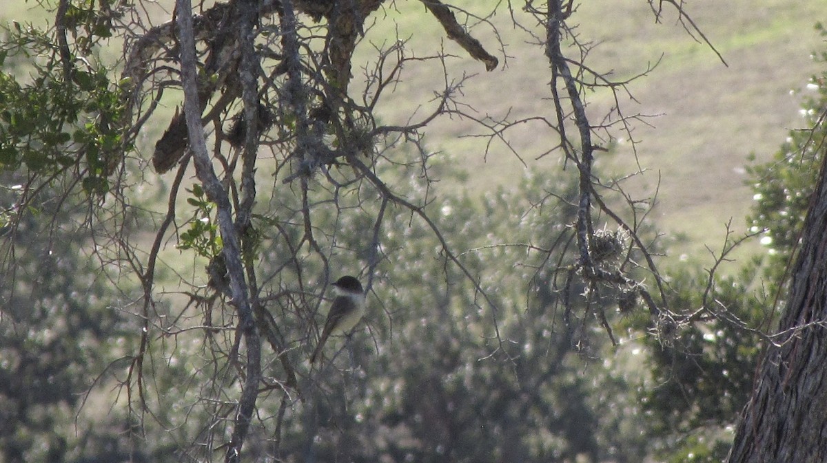 Eastern Phoebe - ML643105963