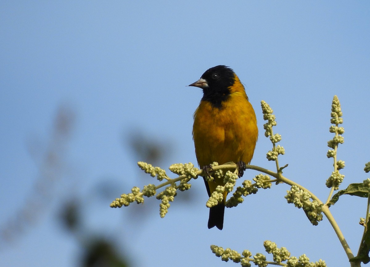 Black-headed Siskin - ML643105979