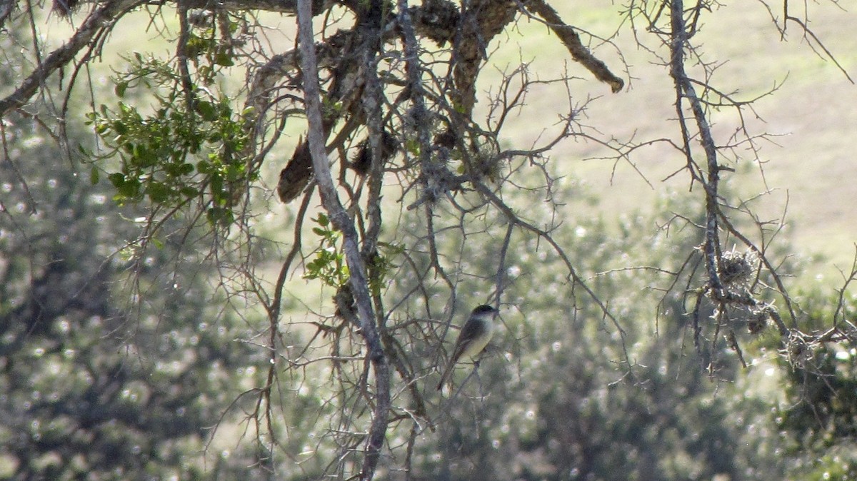 Eastern Phoebe - ML643105987