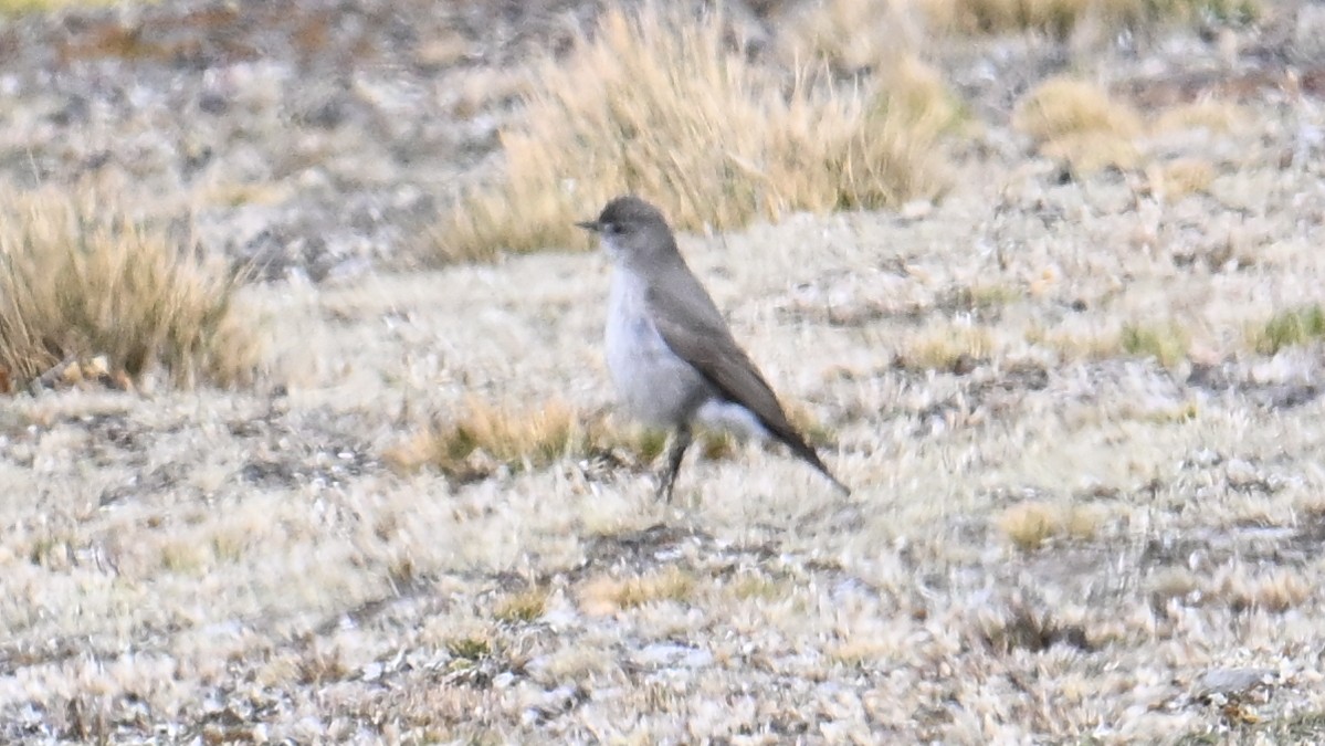 Kül Rengi Yer Tiranı - ML643106069