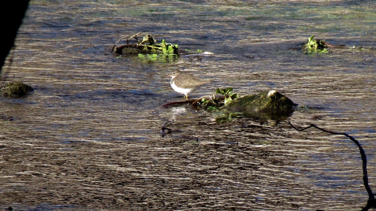 Spotted Sandpiper - ML643106107