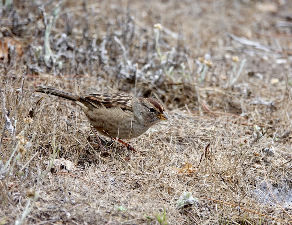 White-crowned Sparrow - ML643106135