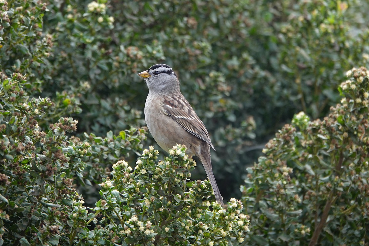 White-crowned Sparrow - ML643106136