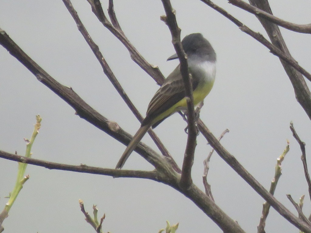 Dusky-capped Flycatcher - ML643106154