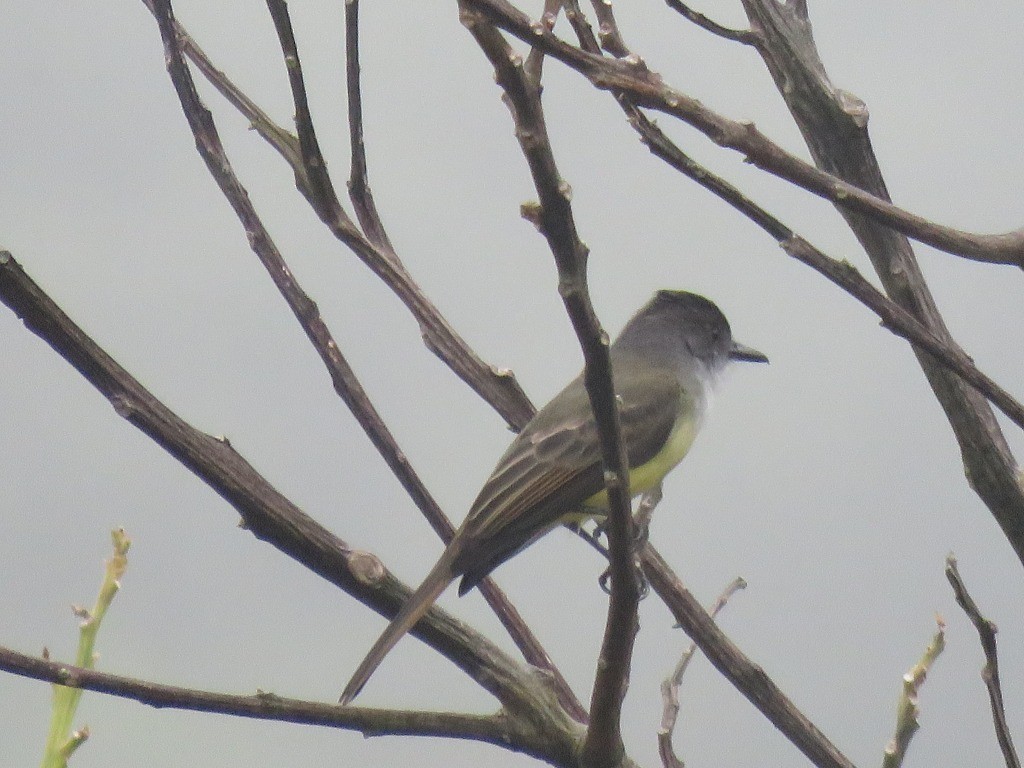 Dusky-capped Flycatcher - ML643106155