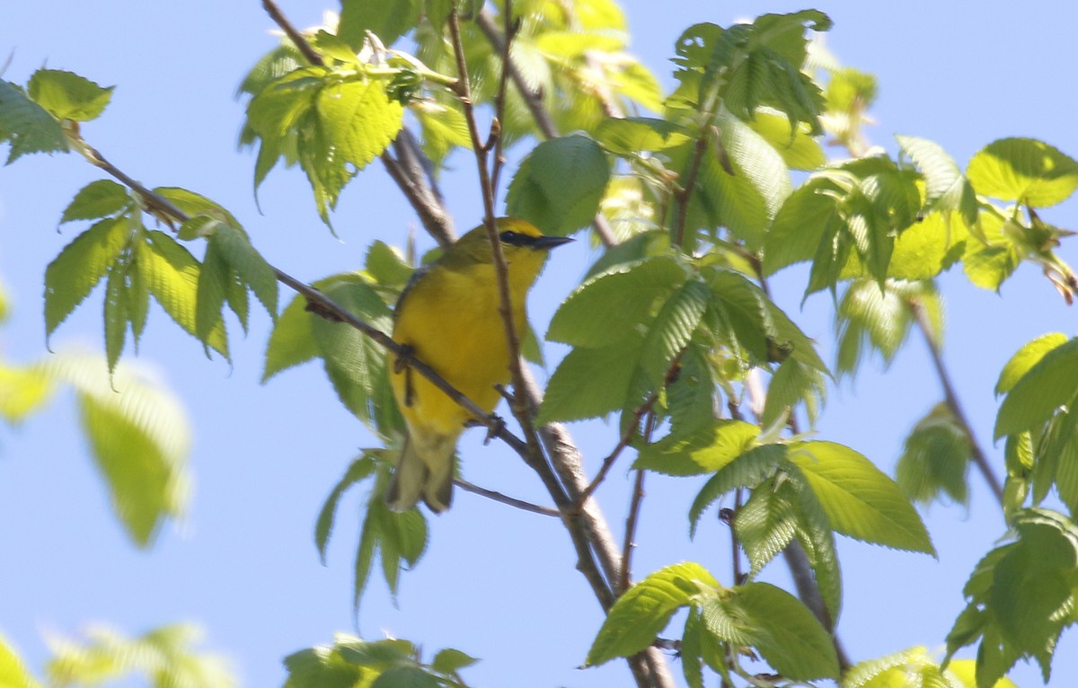 Blue-winged Warbler - ML643106167