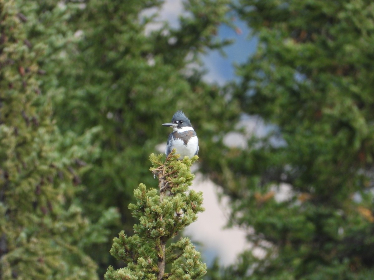 Belted Kingfisher - ML643106225