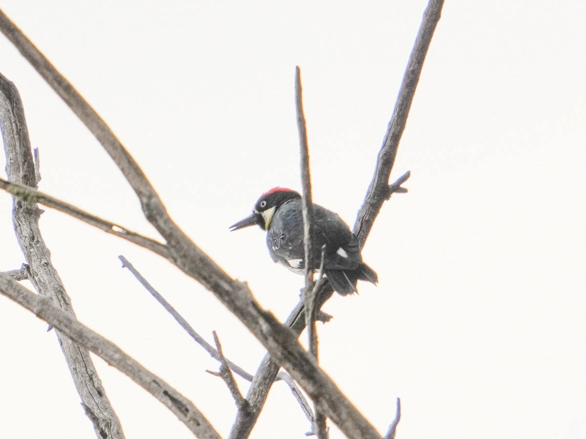 Acorn Woodpecker - ML643106288