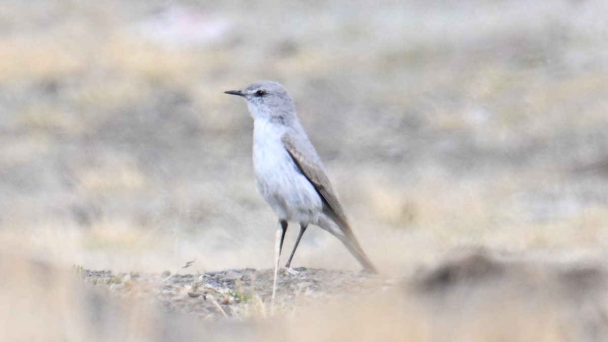 Kül Rengi Yer Tiranı - ML643106289