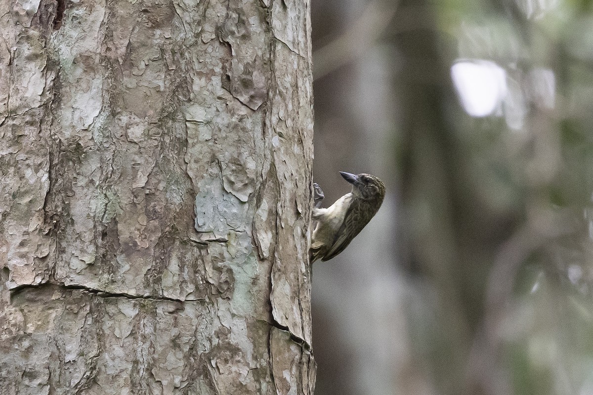 Speckled Tinkerbird - ML643106292