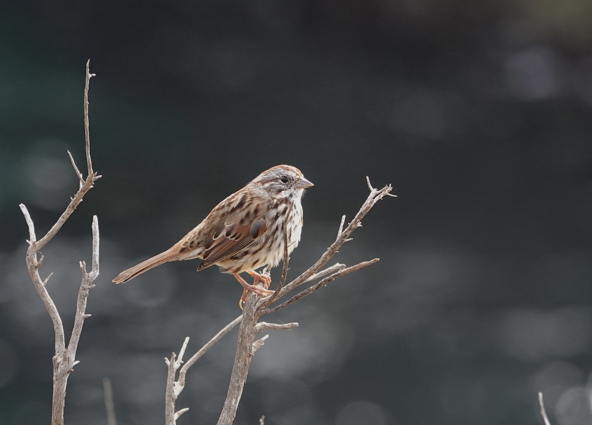 Song Sparrow (heermanni Group) - ML643106338