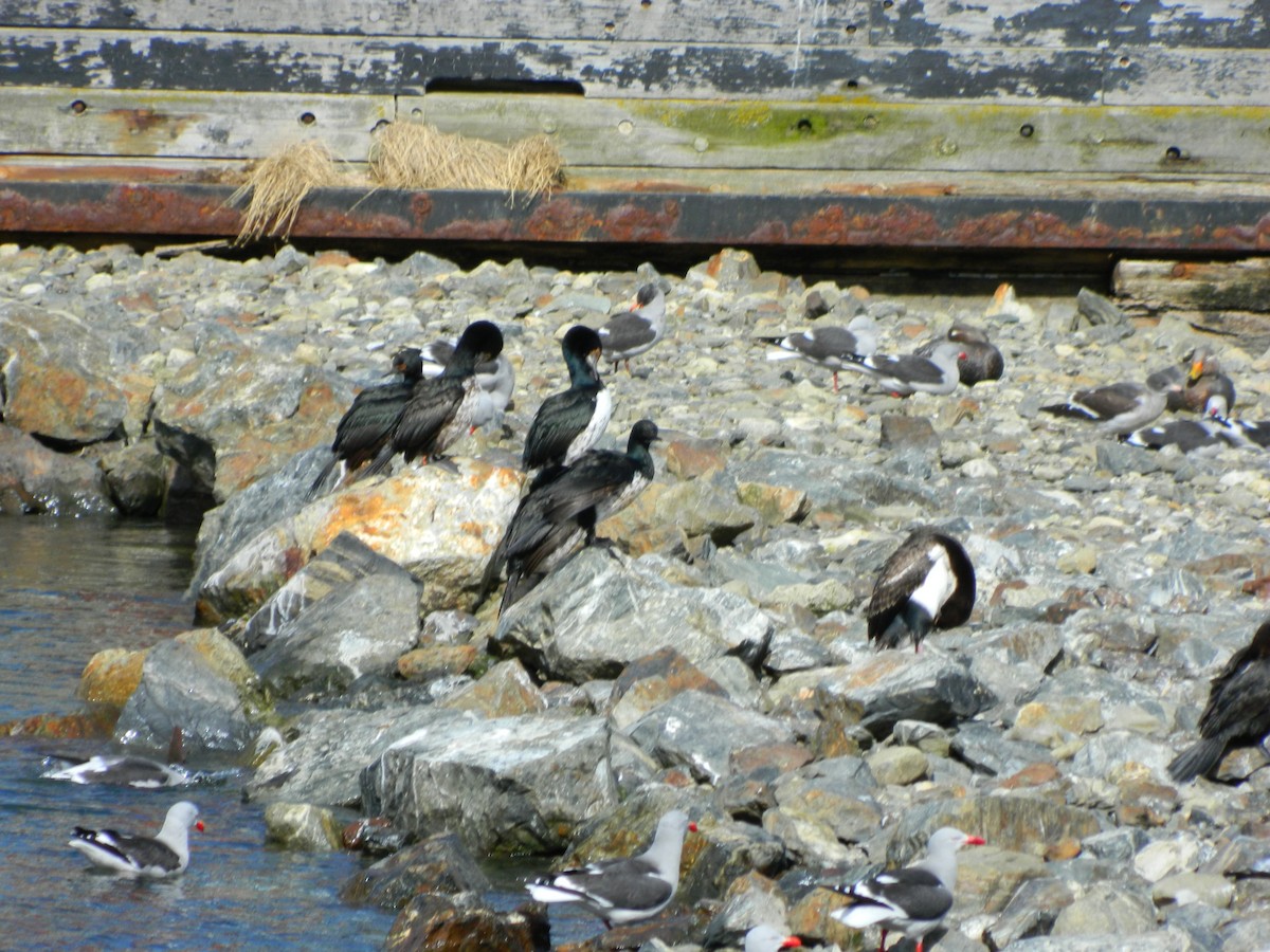 Cormoran de Magellan - ML643106366