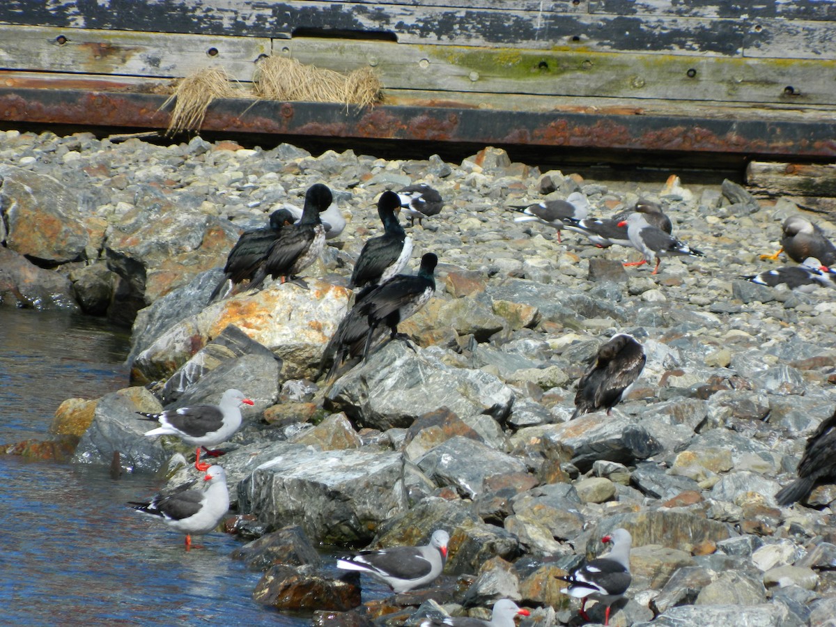 Cormoran de Magellan - ML643106371
