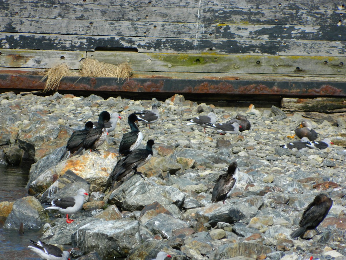 Cormoran de Magellan - ML643106382