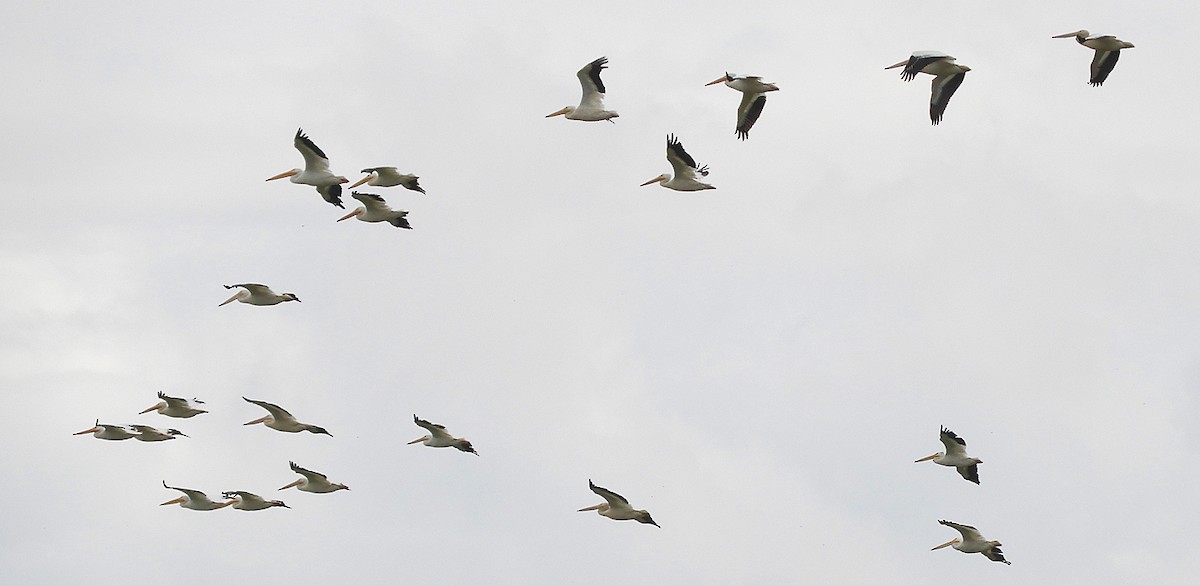 American White Pelican - ML643106412