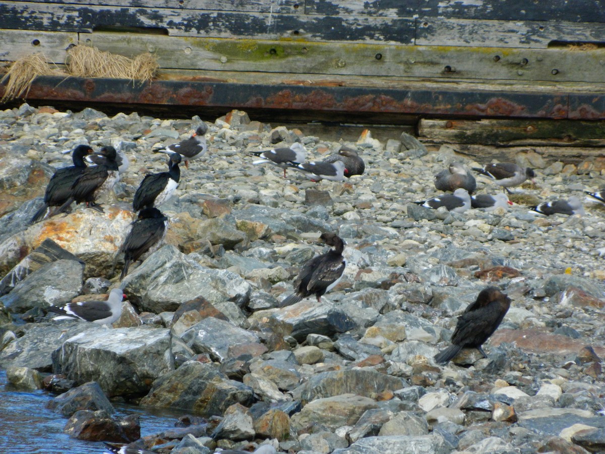 Cormoran de Magellan - ML643106413