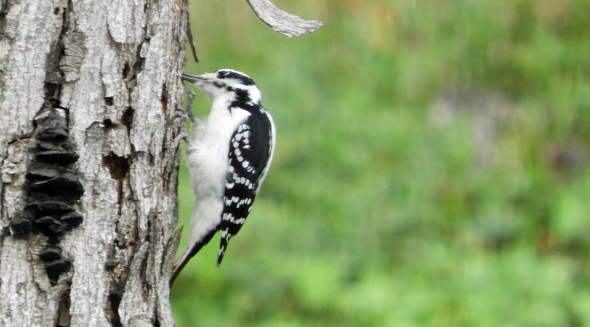 Hairy Woodpecker - ML643106427